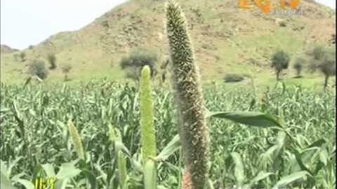 Eritrea News - ባረንቱ - ኩነታት ዘራአቲ - Barentu - Agriculture Report 2013 - EriTV