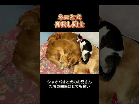 ネコと犬仲良し同士