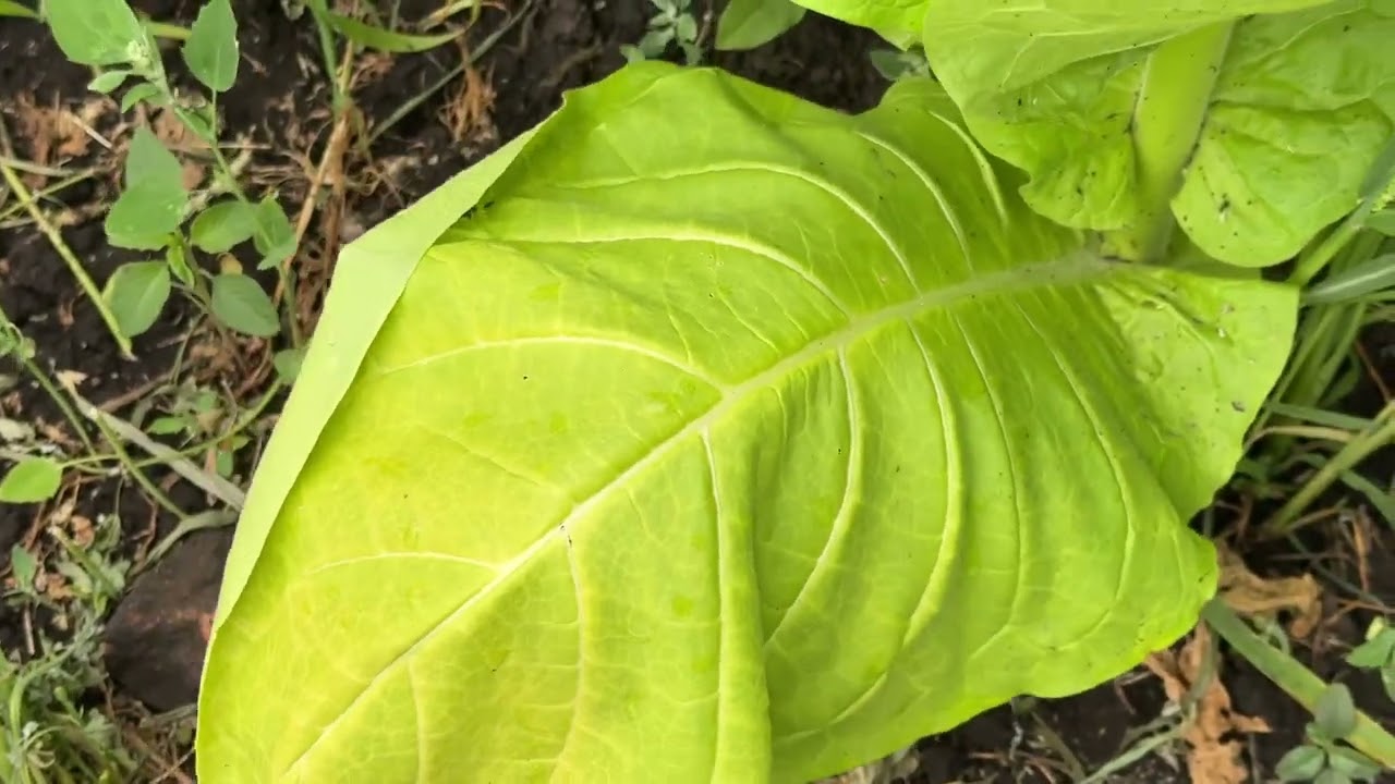 Табак-сорт Спектр 