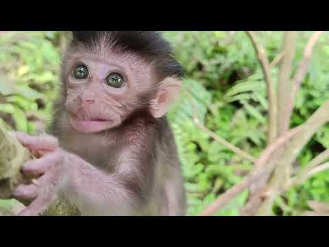 Монограмма из буквы т. Монограмма буквы б. Алфавит и буквы. C e p e a j. Монограмма g n.