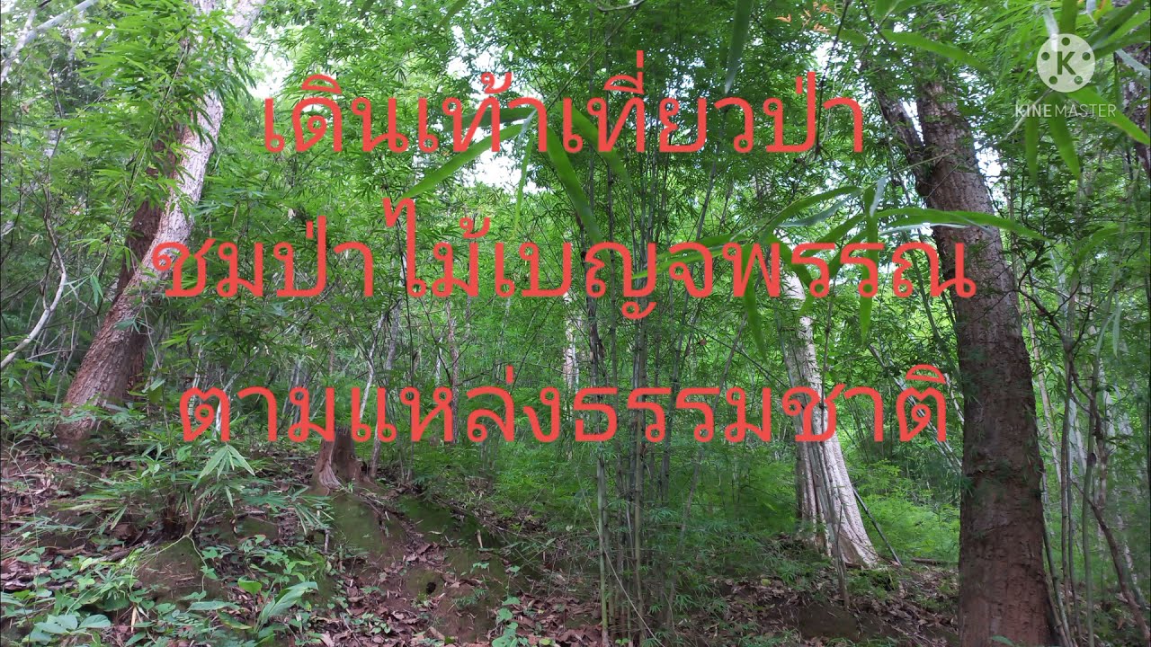 ป่าเบญจพรรณ