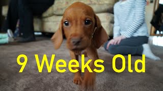 9 Week Old Hungarian Vizsla