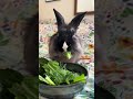 @schuby_chews:🐰🥰#shorts #youtubeshorts #viral #rabbit #funnyanimal #fyp #pets #trending