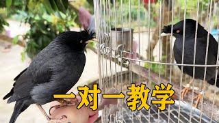 Starling  the black god  struggles to speak; needs mother bird's lessons [san Wu Meng pet]