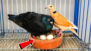 تحضين بيض تهجين الحمام مع اليمام 👌ومتابعة الحمام اليومية😍