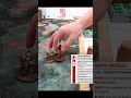 Custodes vs Orks RBF34 #short