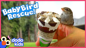 Biker Finds Lost Baby Birds And Teaches Them To Fly! | Rescued! | Dodo Kids