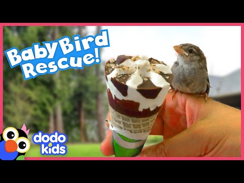 Biker Finds Lost Baby Birds And Teaches Them To Fly! | Rescued! | Dodo Kids