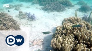 Protecting paradise on a budget | Environment