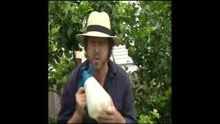 Fruit Growing: How to Control Citrus Leaf Minor - Controlling Citrus Leaf Minor Leaf-curl