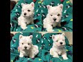 West highland white terrier jaymiee rose litter born 10172022 westie westies dog