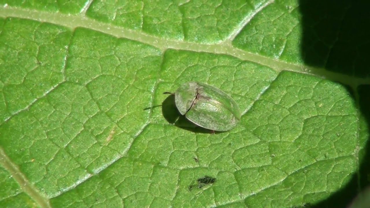Thistle Tortoise Beetle (Chrysomelidae: Cassida rubiginosa) on Leaf
