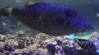 L' Acquario di Genova