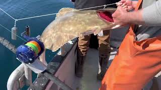Halibut fishing highlights / Prince William Sound, May 2022