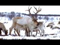 Norway, The Twilignt of the Reindeer