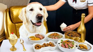 I Flew on the World’s First Dog Airline with My Dog!