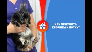 Как приучитьь к лотку кролика?