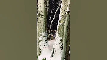IRAN Tehran In A Snowy Night تجریش باغ فردوس Iran 