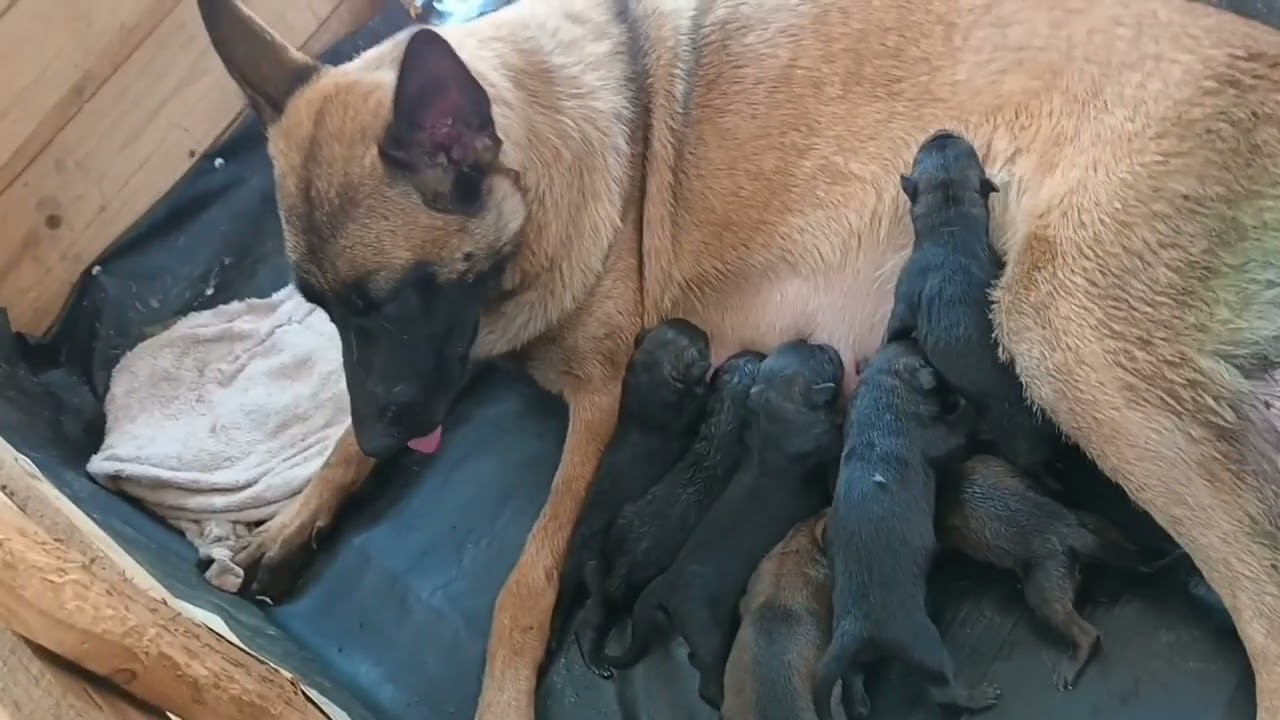 perra pare sus perritos pastor belga malinois proceso de  como pare y cuanto dura en el proceso