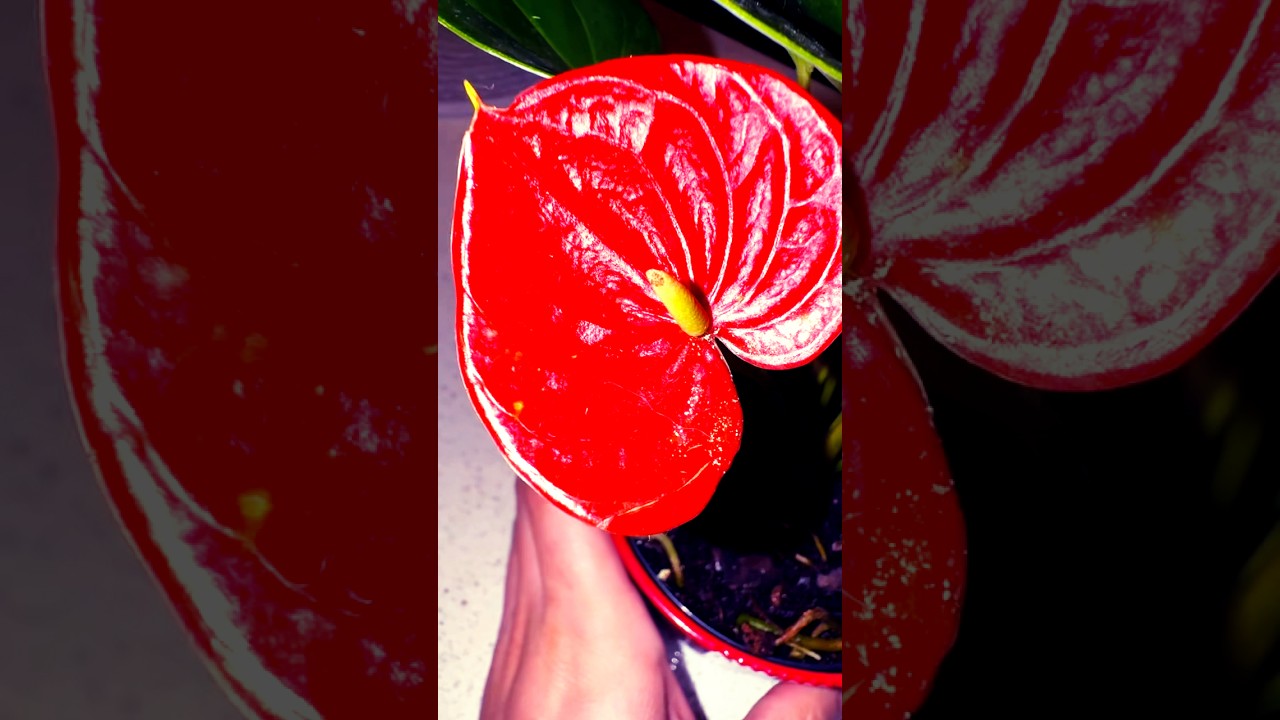 Red Flamingo Flower (Anthurium andreanum) 