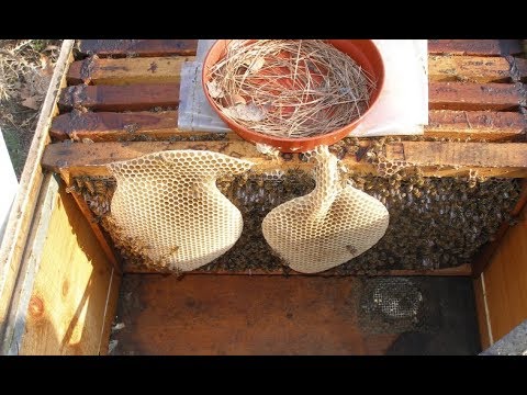 Βίντεο: Πώς να αναπαράγετε βασίλισσες σε ένα μελισσοκομείο: ο ευκολότερος τρόπος