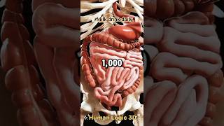 What Happens When You Drink Milk | 3D Realistic Human Digestive System #HumanLogic3D# Milk#short