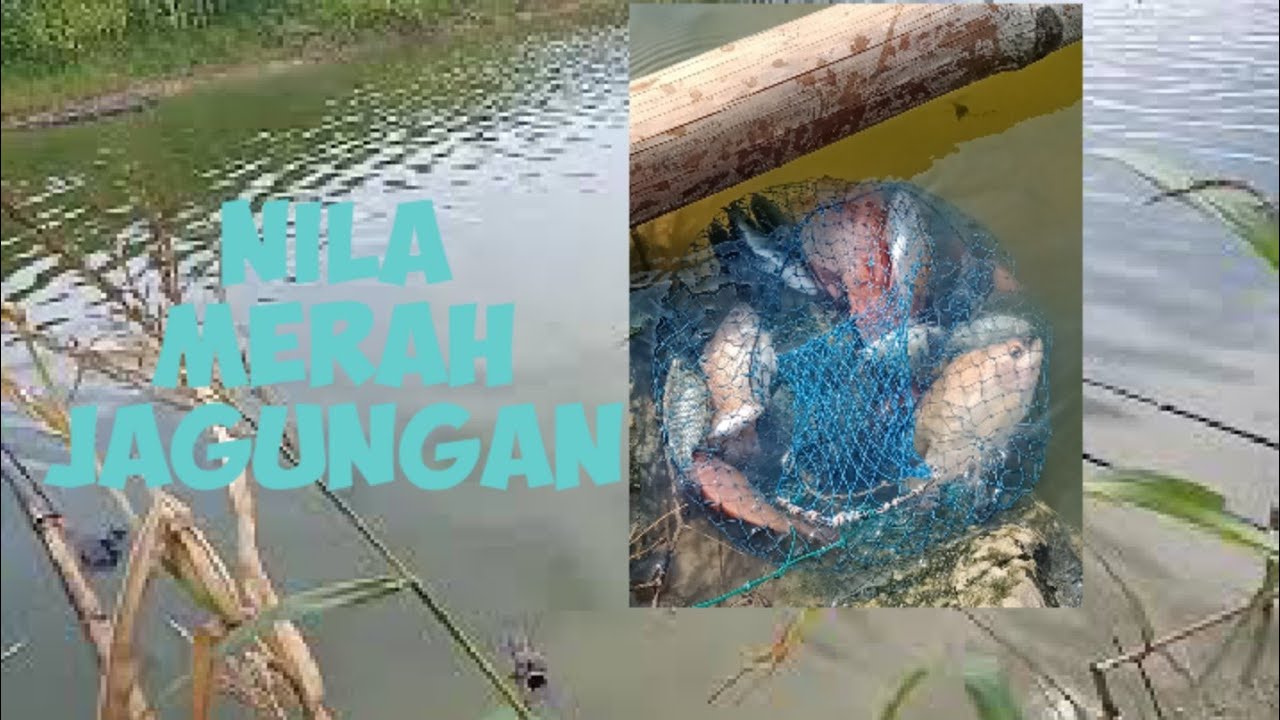 Nila merah#wko jagungan 