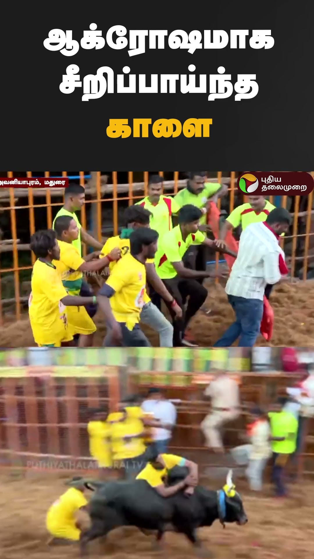 ஆக்ரோஷமாக சீறிப்பாய்ந்த காளை | #shorts | #madurai | #avaniyapuram