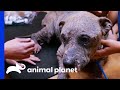Sweet Stray Dog Has A Nasty Skin Infection | Pit Bulls & Parolees