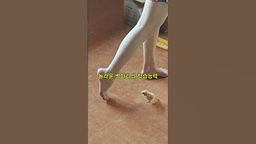 놀라운 병아리의 학습능력