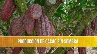 Como Producir Cacao sin Sombra  TvAgro por Juan Gonzalo Angel