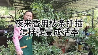 夜来香用枝条扦插怎样提高成活率How to use tuberose cuttings to improve the survival rate