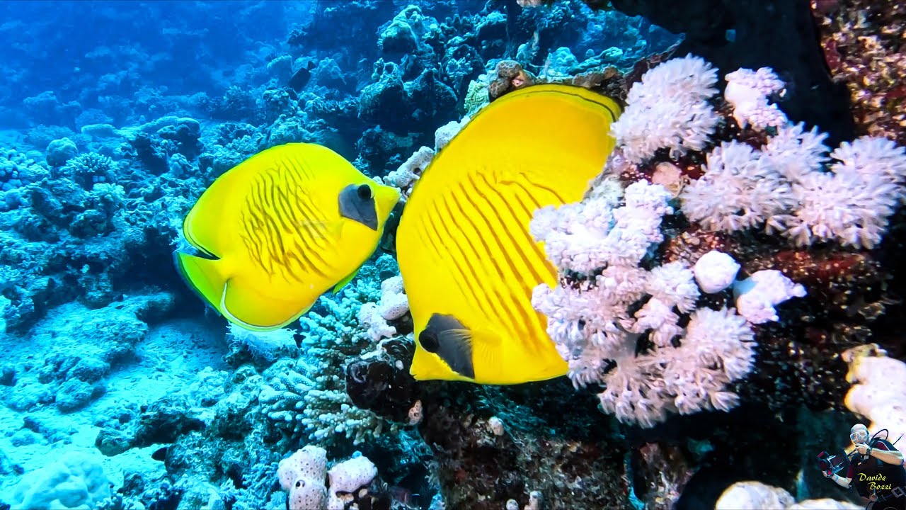 Red Sea. Marsa Alam 2023. Dive at House Reef North del Blend Elphistone Resort  (23 May 2023). (4K).