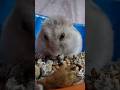 yummy #hamster #cute #small #pets #hamsters