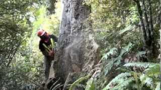 Cutting down another dead Beech Tree