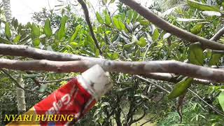 Mikat Sogok Ontong Langsung Kena