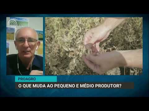 Proagro: o que muda no seguro agrícola ao pequeno e médio produtor? | Canal Rural