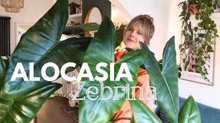 How to grow a HUGE Alocasia Zebrina 🌱 Care Guide and Tips 💚