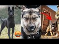 Belgian Malinois Attacks! Tiktok Compilation (baddest moments)