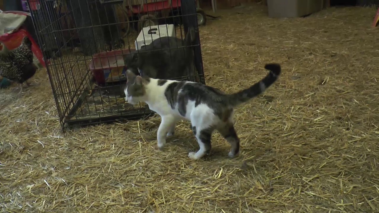 Barns Cat Of Johnson County