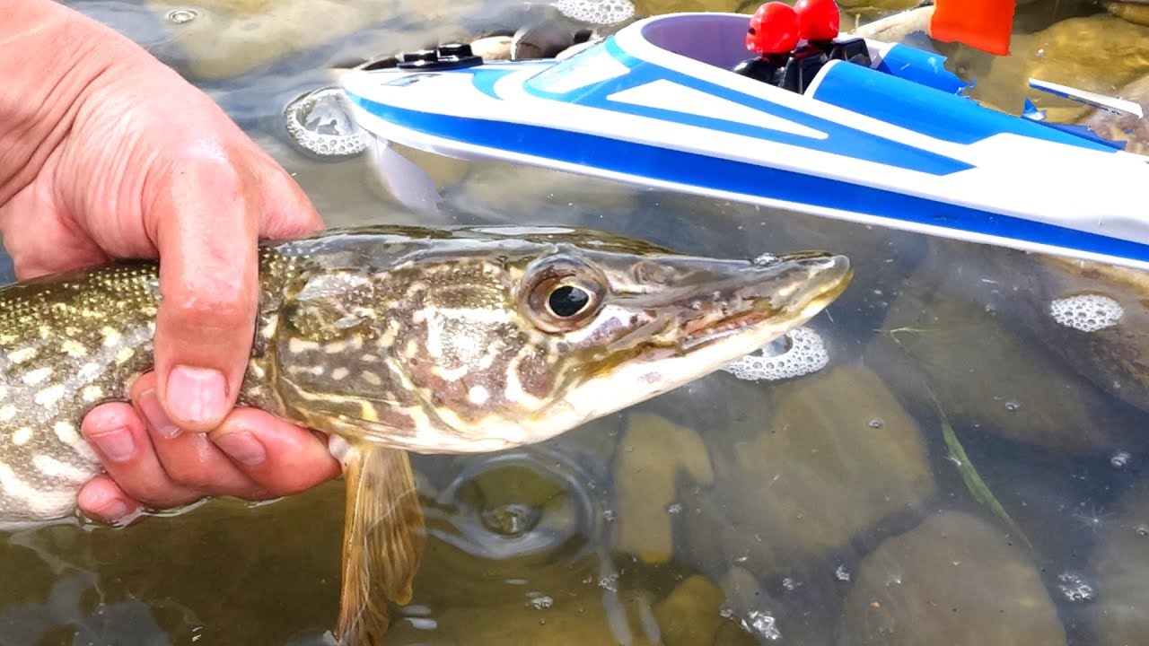 TOY RC FiSHiNG JET BOAT Catches 25 PiKE the FiRST TiME! 🎣 