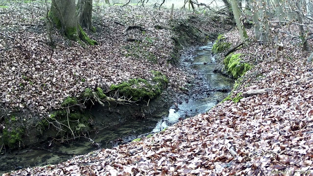 Vie sauvage en bois de Halle. Partie 19