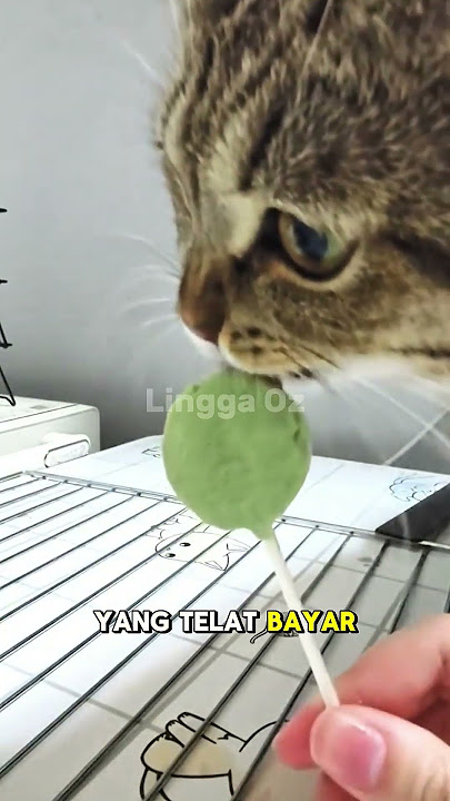 Korban bank emok pasti ketawa🤪 #hutang #dubbing #komedi #funny #lucu #bankemok #tagihan