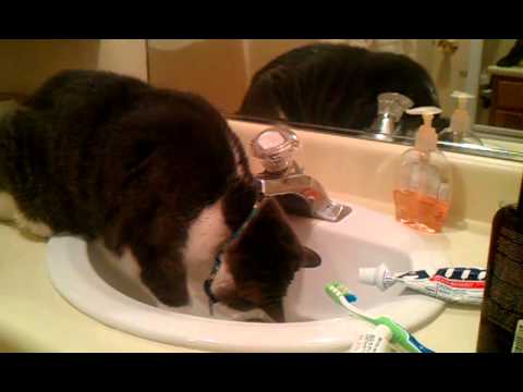 Snaggletooth Only Drinks Out Of Running Faucets Youtube