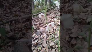 Foraging Buffalo: Poisonous Moth Mullein don't pick this for any bouquets.