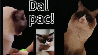 Jak Naučit Kočku Povely. Pac, Panáčkování, Ke Mě, 1. Díl