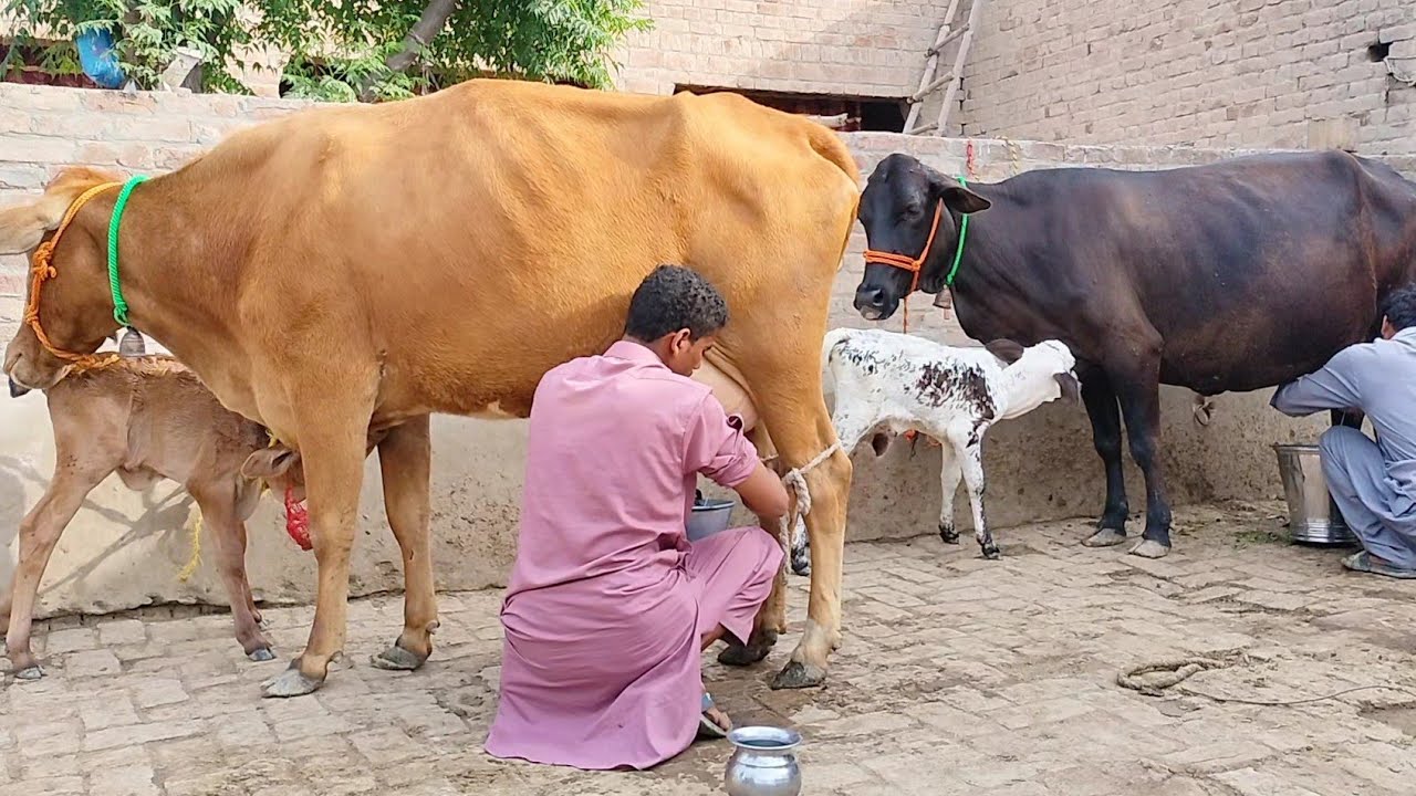 jarsi shaiwal cross cow for sale in Pakistan 12/04/2023 YouTube