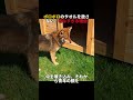 ボロボロのタオルを放さない、切なすぎる理由。#感動 #実話 #保護犬 #犬のいる暮らし #涙活のサムネイル