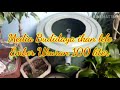 Budidaya ikan lele dalam ember 100 liter 150 ekor   part 1 