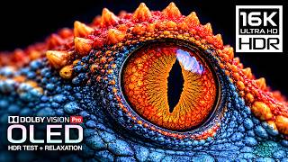 Best 16K HDR Display Test 120FPS Video | Nature Videos for Relaxation (4K • 8K Ultra HD TV) screenshot 4